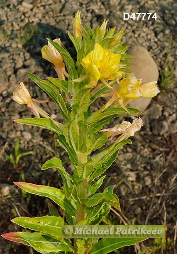 Oenothera oakesiana (Oakes' Evening Primrose, Onagraceae)